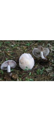 백청색자주방망이버섯 (Lepista glaucocana (Bres.) Sing.)