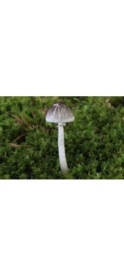 암갈색갓버섯(꼬마갓버섯) (Lepiota fuscicepes Hongo)