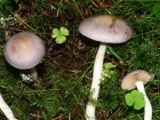 자작나무끈적버섯 (Cortinarius betulinus Favre)
