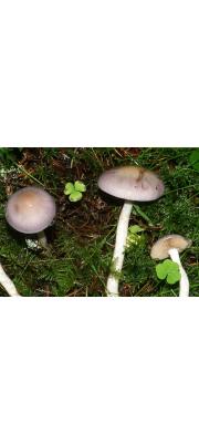 자작나무끈적버섯 (Cortinarius betulinus Favre)