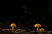 등색가시비녀버섯 (Cyptotrama asprata (Berk.) Redhead & Ginns)