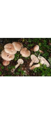광능자주방망이버섯 (Lepista irina (Fr.) Bigelow  > Tricholoma irinum (Fr.) P. Kumm.)