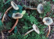 대추씨갓버섯 (Lepiota grangei (Eyre) Lge.)