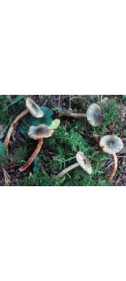 대추씨갓버섯 (Lepiota grangei (Eyre) Lge.)