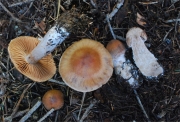 황소끈적버섯 (Cortinarius bovinus Fr.)