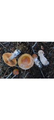 황소끈적버섯 (Cortinarius bovinus Fr.)
