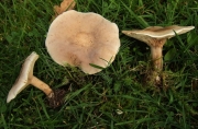 맛자주방망이버섯 (Lepista luscina (Fr.) Sing.)