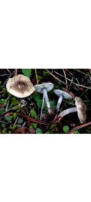 회녹색갓버섯 (Lepiota griseovirens Maire)