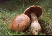 부푼끈적버섯_국명중복 (Cortinarius bulbosus Gray)