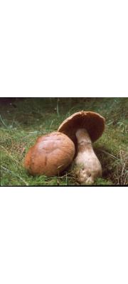 부푼끈적버섯_국명중복 (Cortinarius bulbosus Gray)