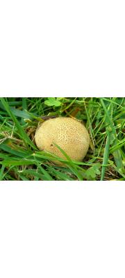 점박이어리알버섯 (Scleroderma areolatum Ehrenb.)