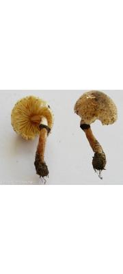 애기여우갓버섯 (Lepiota micropholis (Berk. &amp; Br.) Sacc.)
