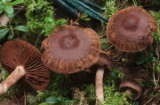 샘끈적버섯 (Cortinarius brunneus (Pers.) Fr.  > Cortinarius brunneus var. grandicolor (Fr.) Lindstr. & Melot)