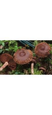 샘끈적버섯 (Cortinarius brunneus (Pers.) Fr.  > Cortinarius brunneus var. grandicolor (Fr.) Lindstr. &amp; Melot)