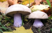 잔디자주방망이버섯 (Lepista personata (Fr.) Cke  > Lepista saeva (Fr.) P.D. Orton)