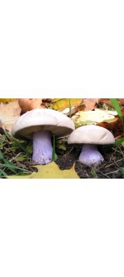 잔디자주방망이버섯 (Lepista personata (Fr.) Cke  > Lepista saeva (Fr.) P.D. Orton)