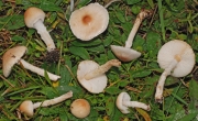 선녀갓버섯 (Lepiota oreadiformis Vel.)