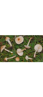 선녀갓버섯 (Lepiota oreadiformis Vel.)