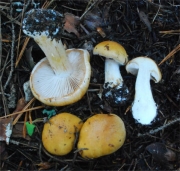 겹빛끈적버섯 (Cortinarius calochrous (Pers.) Gray  > Cortinarius calochrous var. haasii (Moser) Brandrud > Cortinarius haasii (Moser) Moser)