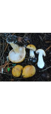 겹빛끈적버섯 (Cortinarius calochrous (Pers.) Gray  > Cortinarius calochrous var. haasii (Moser) Brandrud > Cortinarius haasii (Moser) Moser)