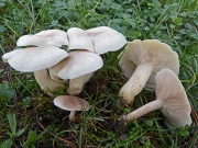 크림자주방망이버섯 (Lepista ricekii Bon)