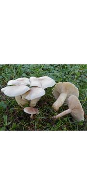 크림자주방망이버섯 (Lepista ricekii Bon)