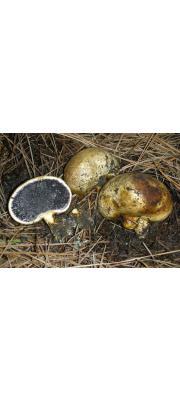양파어리알버섯 (Scleroderma cepa Pers.)