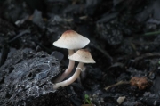 애기갓버섯 (Lepiota praetervisa Hongo)
