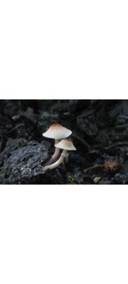 애기갓버섯 (Lepiota praetervisa Hongo)