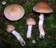 노란띠끈적버섯(노란띠버섯) (Cortinarius caperatus (Pers.) Fr.  > Rozites caperatus (Pers.) Karst.)