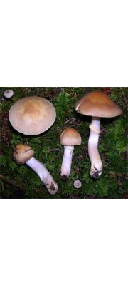 노란띠끈적버섯(노란띠버섯) (Cortinarius caperatus (Pers.) Fr.  > Rozites caperatus (Pers.) Karst.)