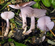 자주방망이버섯아재비 (Lepista sordida (Schum.) Sing.  > Lepista subnuda Hongo)