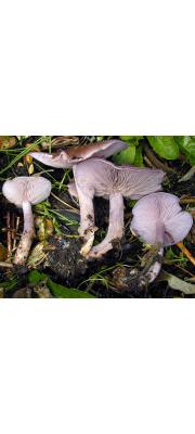 자주방망이버섯아재비 (Lepista sordida (Schum.) Sing.  > Lepista subnuda Hongo)