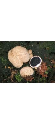 황토색어리알버섯 (Scleroderma citrinum Pers.)