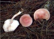 장미갓버섯 (Lepiota rosea Rea)