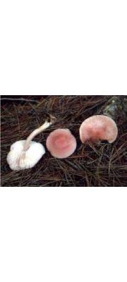 장미갓버섯 (Lepiota rosea Rea)