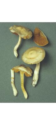 흰자루끈적버섯 (Cortinarius causticus Fr.)