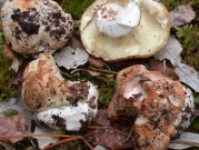 참빗주름흰우단버섯 (Leucopaxillus compactus (Karst.) Neuhoff)