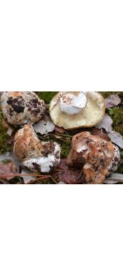 참빗주름흰우단버섯 (Leucopaxillus compactus (Karst.) Neuhoff)