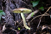 노란주름갓버섯 (Lepiota subcitrophylla Hongo)