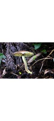 노란주름갓버섯 (Lepiota subcitrophylla Hongo)