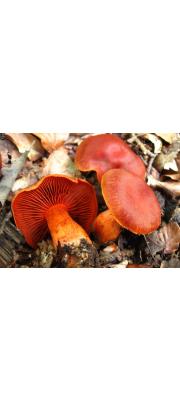 등적색끈적버섯 (Cortinarius cinnabarinus Fr.)