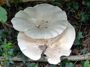 흰우단버섯 (Leucopaxillus giganteus (Sowerby) Sing.)