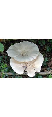 흰우단버섯 (Leucopaxillus giganteus (Sowerby) Sing.)