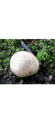 갈색점어리알버섯(점박이어리알버섯) (Scleroderma lycoperdoides Schw.)