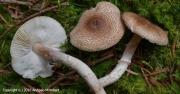 알갱이원추갓버섯 (Lepiota subgracilis Wasser >Lepiota Kuehneriana Locq.)