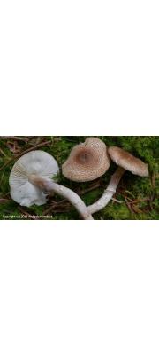 알갱이원추갓버섯 (Lepiota subgracilis Wasser >Lepiota Kuehneriana Locq.)