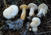 녹색흰우단버섯 (Leucopaxillus paradoxus (Constantin & L.M. Dufour) Boursir)