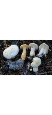 녹색흰우단버섯 (Leucopaxillus paradoxus (Constantin &amp; L.M. Dufour) Boursir)