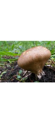 어리알버섯 (Scleroderma verrucosum (Bull.) Pers.)